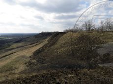 Crocus-reticulatus_Кубань_стация_2